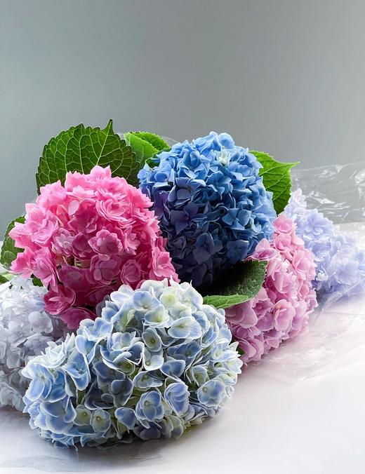 【四月宜养花】火烈鸟马蹄莲5支+香槟色洋桔梗7-10朵+紫色系洋桔梗或粉色系7-10朵+送小绣球1支/份（绣球容易脱水送的不售后） 商品图11