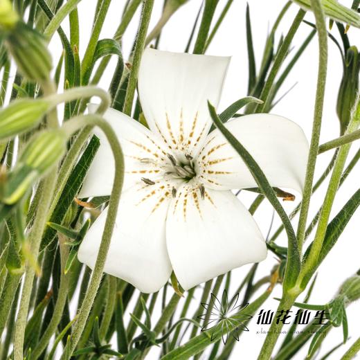 配花 | 麦仙翁白色 商品图3