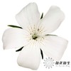 配花 | 麦仙翁白色 商品缩略图1