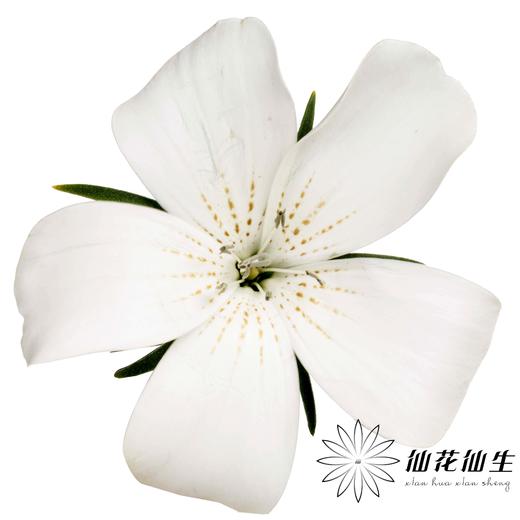 配花 | 麦仙翁白色 商品图1