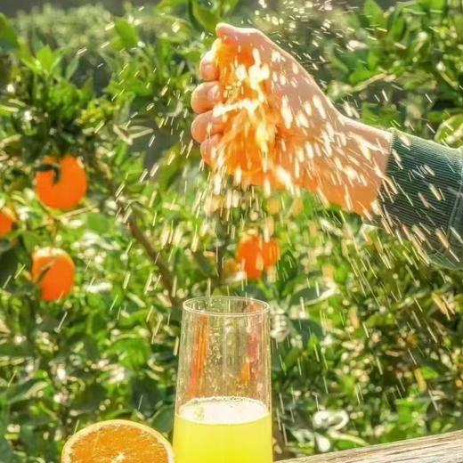 湖北恩施助农 巴东县伦晚脐橙 商品图3