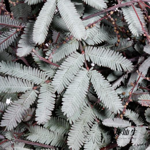 叶材 | 橄榄叶 商品图1