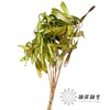 叶材 ｜ 扁豆（3支左右） 商品缩略图0