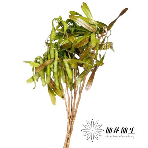 叶材 ｜ 扁豆（3支左右） 商品图0