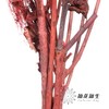 永生花材 | 雾中情人红色 商品缩略图3