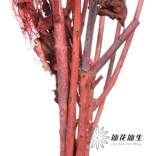 永生花材 | 雾中情人红色 商品图3