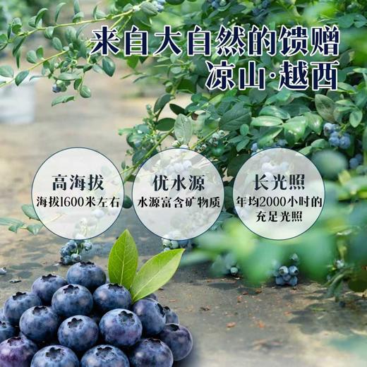 【大凉山花香蓝莓】当季鲜果 可遇不可求的好货 ，果粉好 颗粒大，口感很赞 风味十足 商品图5