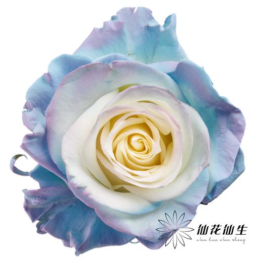 国产染色玫瑰 | 独角兽 商品图0