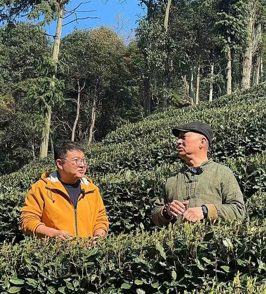 【雨前狮峰龙井茶】茶香浓郁 性价比高  125g/250g两个规格可选 商品图6