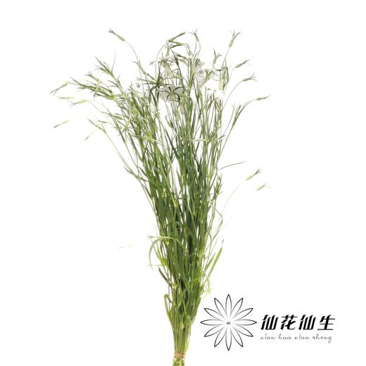 配花 | 麦仙翁白色 商品图2