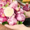河南紫皮大蒜新鲜现挖,鲜美味浓,辛辣醇香 商品缩略图3