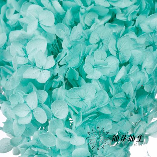 永生绣球 | 蒂芙尼蓝 商品图3