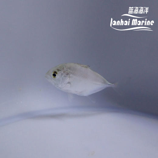 人工牛港参 商品图4