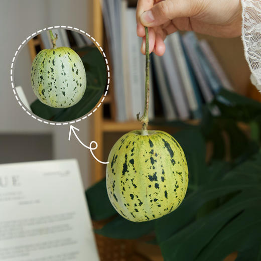 【会员日福利】【现摘现发 好吃的甜瓜】肉厚细腻 清甜无渣 瓜香浓郁 果肉越放越绵软~ 商品图5