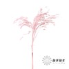 永生花材 | 小盼草粉色 商品缩略图1
