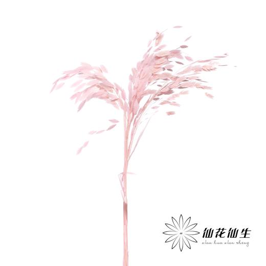 永生花材 | 小盼草粉色 商品图1
