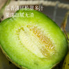 【会员日福利】【现摘现发 好吃的甜瓜】肉厚细腻 清甜无渣 瓜香浓郁 果肉越放越绵软~ 商品缩略图1