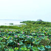 特惠活动『洪湖纯野生带芯莲子』莲香浓郁，莲芯更苦，粉糯紧实，原始老品种 商品缩略图11