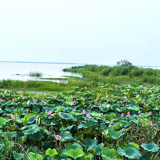 特惠活动『洪湖纯野生带芯莲子』莲香浓郁，莲芯更苦，粉糯紧实，原始老品种 商品图11