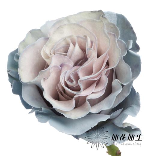 国产染色玫瑰 | 蓝色沙子 商品图1
