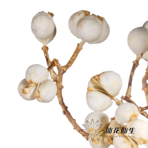 配果 | 小白果【运输途中果子易掉，介意慎拍】 商品图3