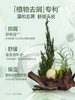 阿道夫天然香植物香氛洗发露(头皮去屑)618ml 商品缩略图4