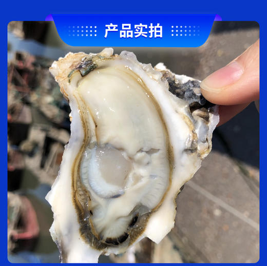 乳山生蚝 无公害养殖海域 名特优新农产品 地理标志 商品图5