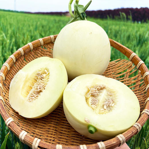 『陕西阎良甜瓜』肉质鲜嫩 香甜多汁 商品图1