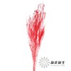 永生花材 | 龙须草红色 商品缩略图1