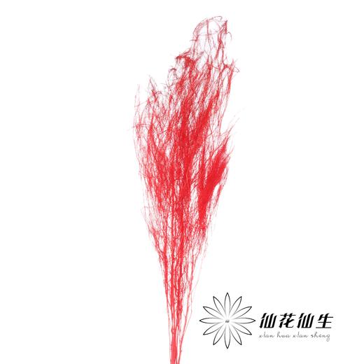 永生花材 | 龙须草红色 商品图1