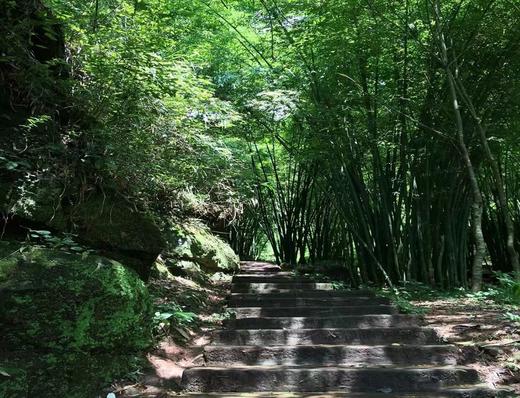 4.25【都江堰青城山】萤火虫之约！仲夏夜之梦亲子徒步 商品图5