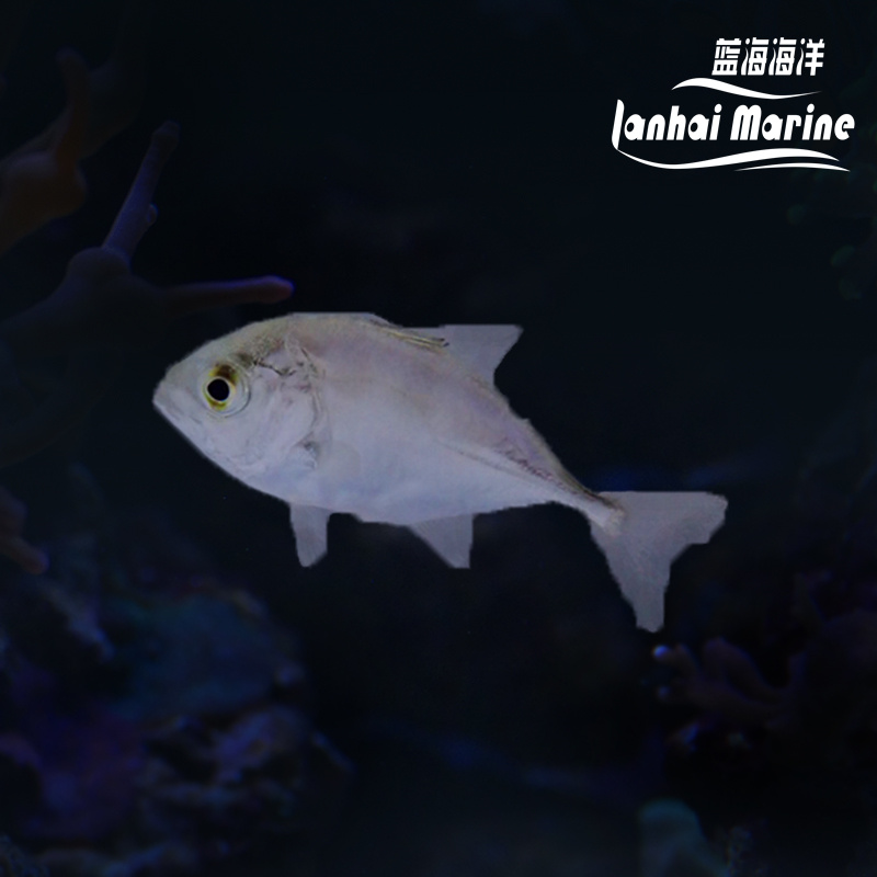 人工牛港参