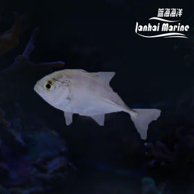 人工牛港参