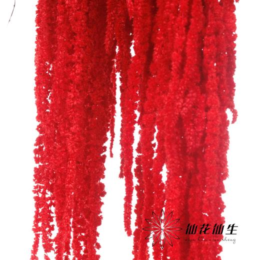 永生花材 | 吊米红 商品图2