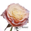 国产染色玫瑰 | 北极光 商品缩略图3
