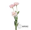 宝熠洋桔梗 | 朱莉娅粉色 商品缩略图2