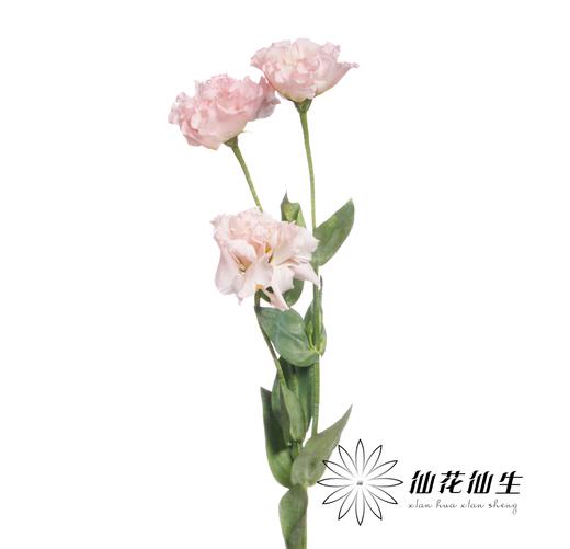 宝熠洋桔梗 | 朱莉娅粉色 商品图2