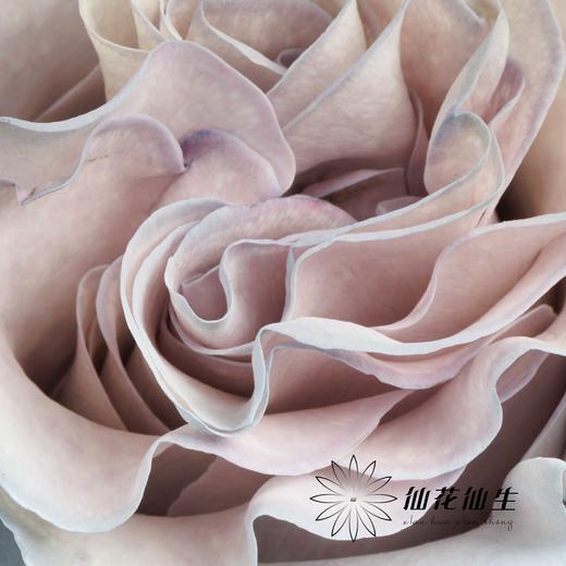 国产染色玫瑰 | 蓝色沙子 商品图2