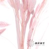永生花材 | 小盼草粉色 商品缩略图2