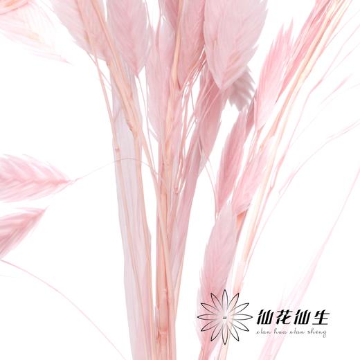 永生花材 | 小盼草粉色 商品图2