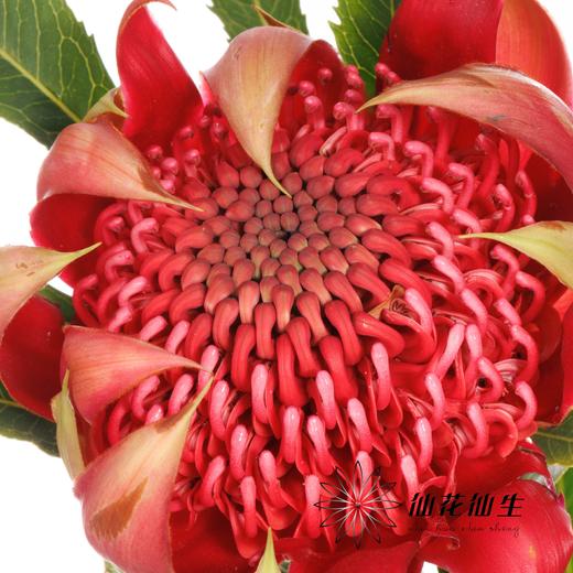 配花 | 杨月季海神王 商品图3