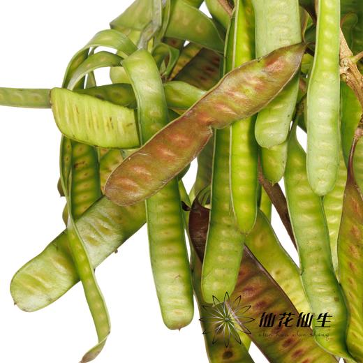 叶材 ｜ 扁豆（3支左右） 商品图1