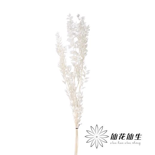 永生花材 | 富贵叶 商品图1