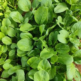 【新开园福利】鸿翠园 有机菜心