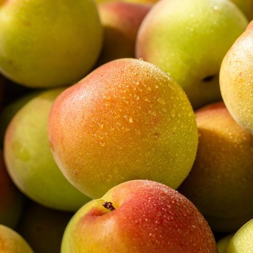 诏安老树胭脂红梅|来自中国青梅之乡，肉嫩汁多，酿酒风味足 商品图2