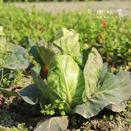 生态蔬菜组合（莴笋/带壳豌豆/带壳蚕豆/生态西芹/生态莲花白）（农场直发-顺丰包邮）|多种规格，来自成都郫都，生产者：原乡生态农场 商品图9