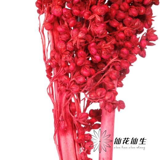 永生花 | 高梁红色 商品图2