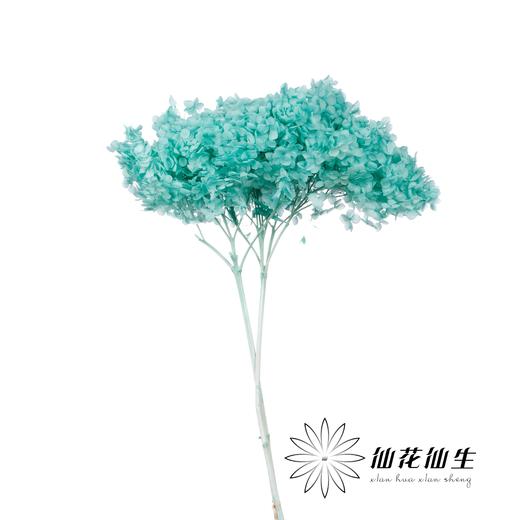 永生绣球 | 蒂芙尼蓝 商品图0