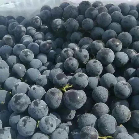 现货 蓝莓葡萄2斤装 商品图1
