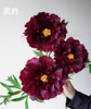 黑豹牡丹花5支 商品缩略图0